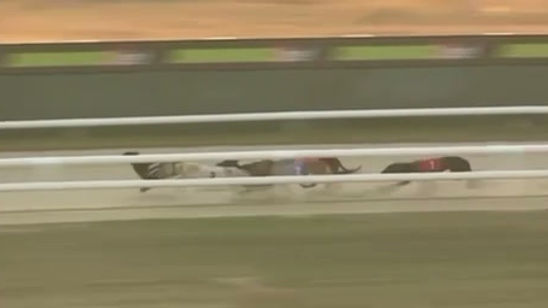 Turnthemagicon Bolts up to take the £2k Dash Final 24.7.26